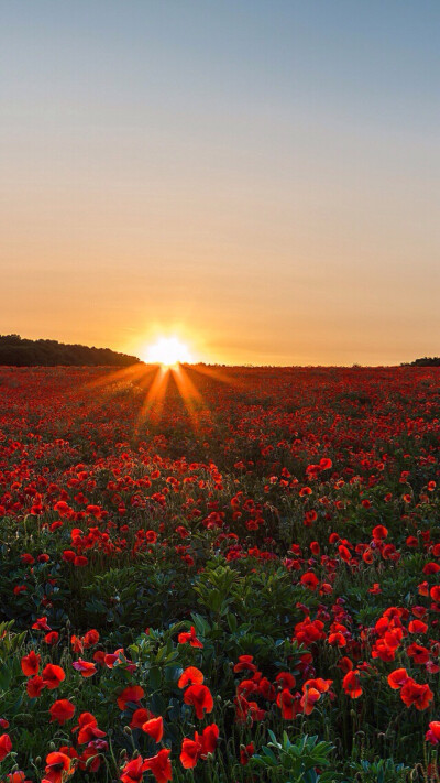 花田夕阳