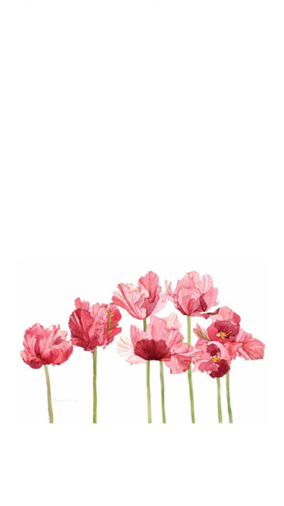 pink parrot tulips