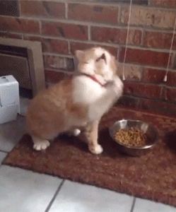 不懂这猫在干什么