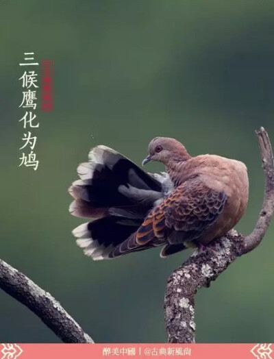 “坤宫半夜一声雷，蛰户花房晓已开。野阔风高吹烛灭，电明雨急打窗来。顿然草木精神别，自是寒暄气候催。惟有石龟并木雁，守株不动任春回”