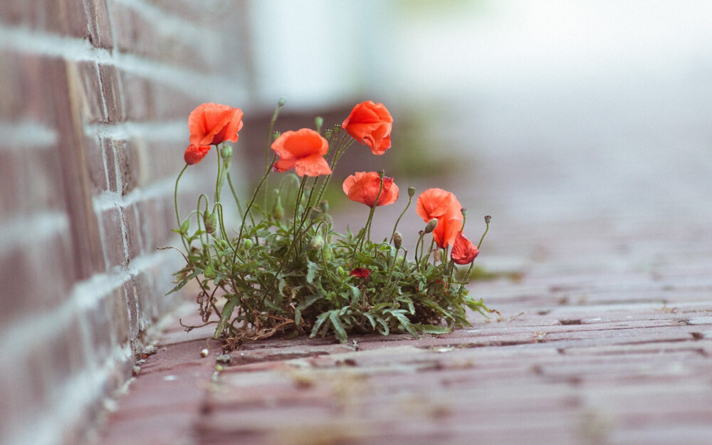 高清组图 花花世界