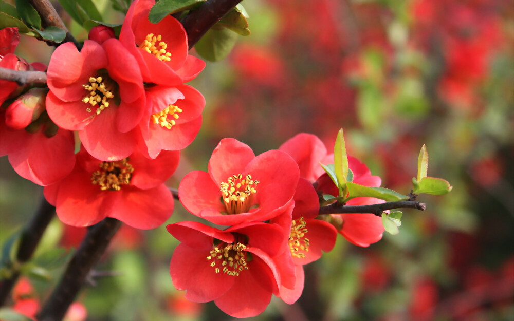 高清组图 花花世界