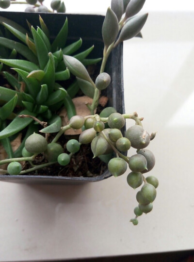 照波