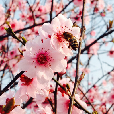 小阿小蜜蜂啊，飞到花丛中