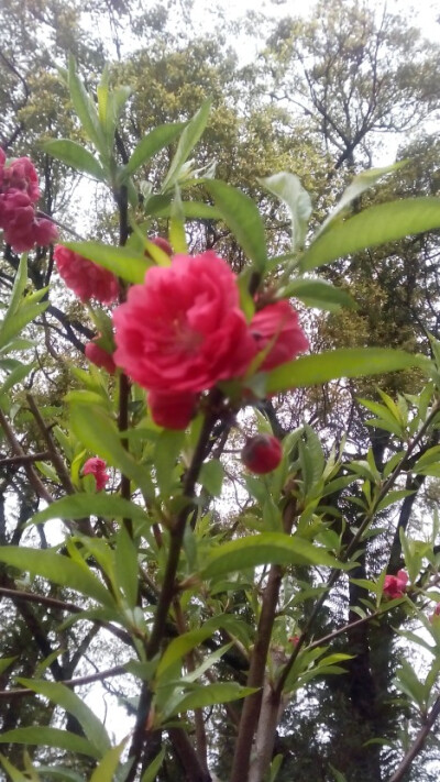 梅花？桃花？