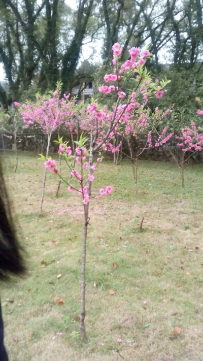 梅花？桃花？
