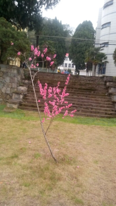 梅花？桃花？