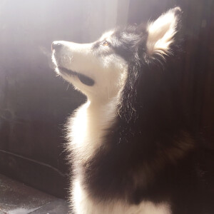 阿拉斯加雪橇犬——拉拉