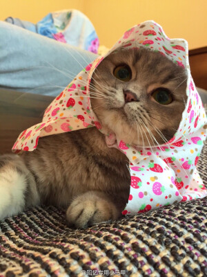 【大菇凉】【世界的软肋】三八妇女节快乐     妞妞 端午 女丑女丑 立耑月半 马建国一米五@回忆专用小马甲 萨摩耶 猫 萌宠 萌物 动物 可爱