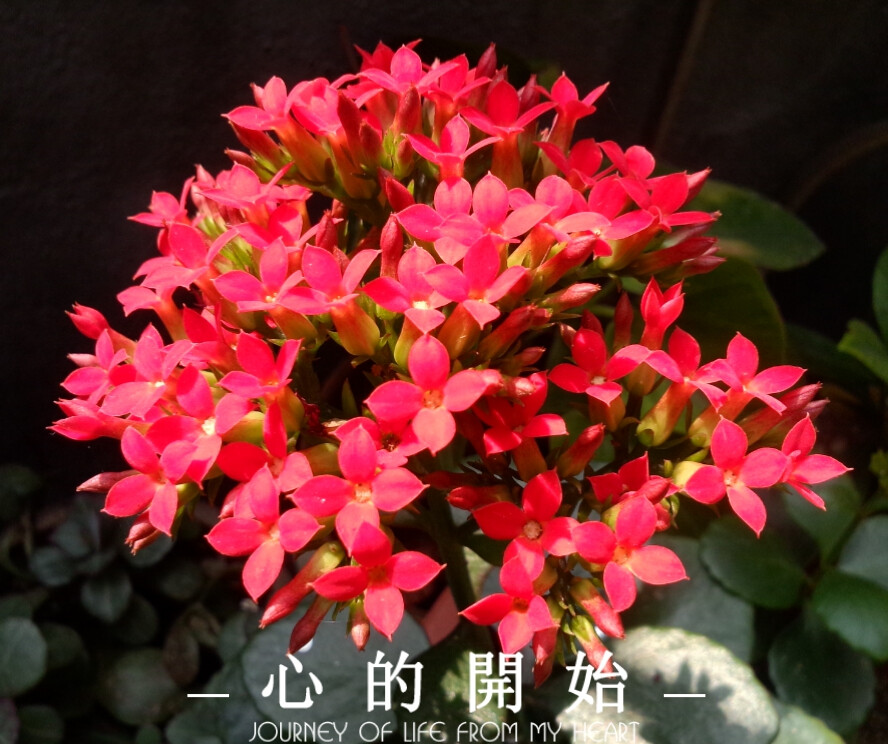 不知名花花