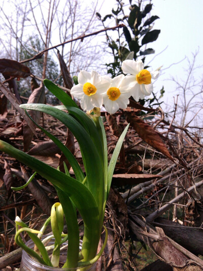 水仙花……