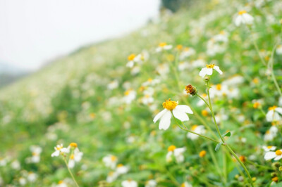 春天的花裙