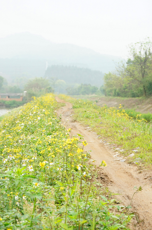 乡间小路