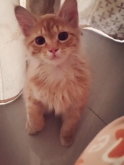 主人 你在偷吃哦