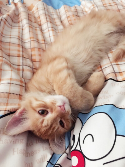 看什么看 没见过这么可爱的猫啊