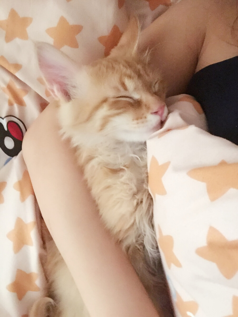 被主人抱着就不会做噩梦了