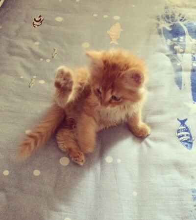 闲的没事 做个瑜伽 