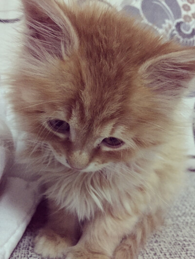 不给小鱼干次 伐开心 