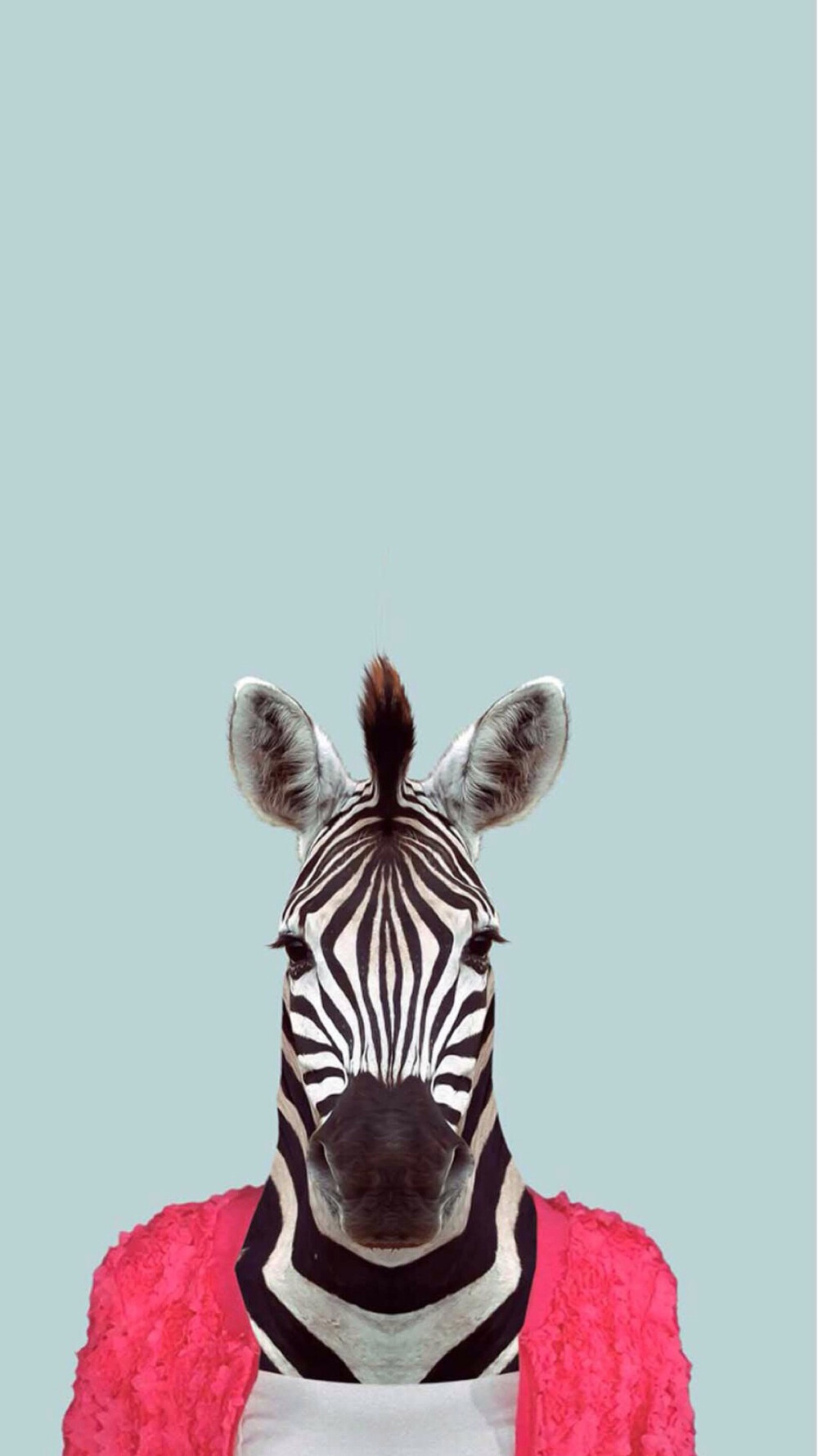 Zebra