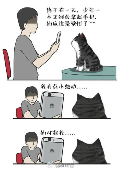 白茶的猫