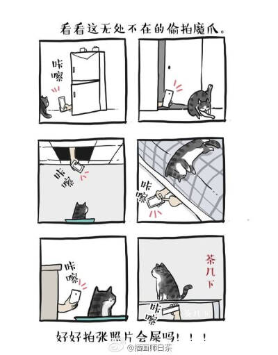 白茶的猫