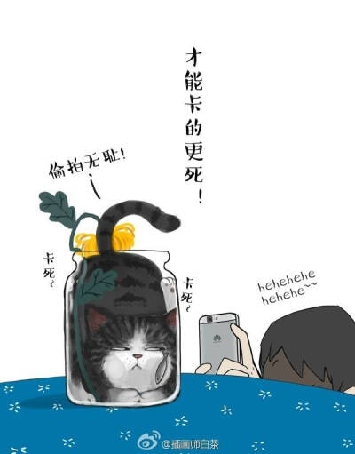 白茶的猫