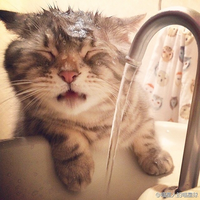 爱洗头的猫