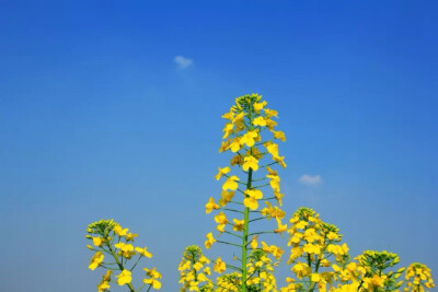 油菜花花