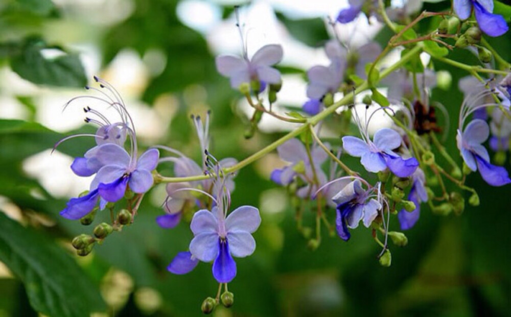 蓝蝴蝶花