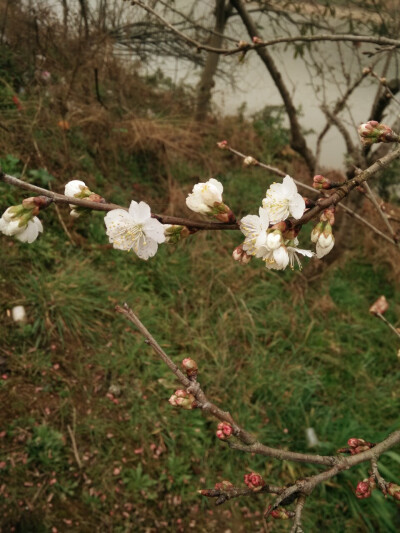 樱桃花