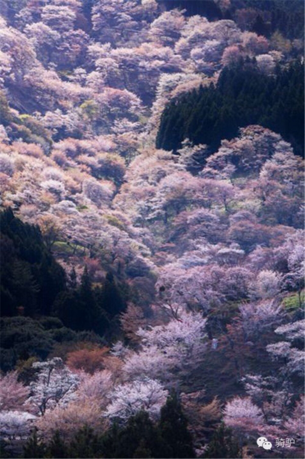 樱花 樱花原产北半球温带环喜马拉雅山地区，在世界各地都有生长，主要在日本国生长。花每枝 3 到 5 朵，成伞状花序，花瓣先端缺刻，花色多为白色、粉红色。花常于 3 月与叶同放或叶后开花，随季节变化，樱花花色幽香艳丽，常用于园林观赏。 据文献资料考证，两千多年前的秦汉时期，樱花已在中国宫苑内栽培。唐朝时樱花已普遍出现在私家庭院。当时万国来朝，日本朝拜者将樱花带回了东瀛，其在日本已有 1000 多年的历史。樱花象征热烈、纯洁、高尚。被尊为日本国花。（4）