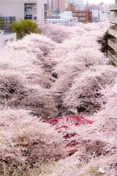 樱花 樱花原产北半球温带环喜马拉雅山地区，在世界各地都有生长，主要在日本国生长。花每枝 3 到 5 朵，成伞状花序，花瓣先端缺刻，花色多为白色、粉红色。花常于 3 月与叶同放或叶后开花，随季节变化，樱花花色幽香…