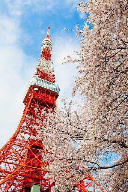 日本东京市色彩斑斓的樱花丨 樱花在日本文化中寓意深厚：100日元的硬币上画有樱花的图像;二战期间樱花被用来当做一个文化标志以煽动日本国民的民族主义。许多日本人认为樱花象征着生命的短暂，樱花则提醒人们时间的宝贵。此图为东京冈崎运河两岸的樱花