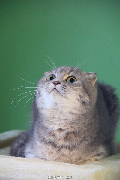 【大菇凉】【世界的软肋】萌宠 宠物 动物 猫 萨摩耶 妞妞 萌 可爱 呆软 端午 端妃 端胖 马建国一米五@回忆专用小马甲