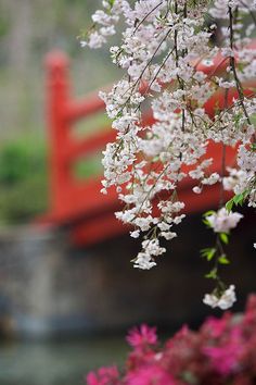 湖北丨武汉大学樱花 2015武大樱花节开始时间 ：初花期在3月13日左右，盛花期在3月17日前后，盛花期过后10日左右结束。