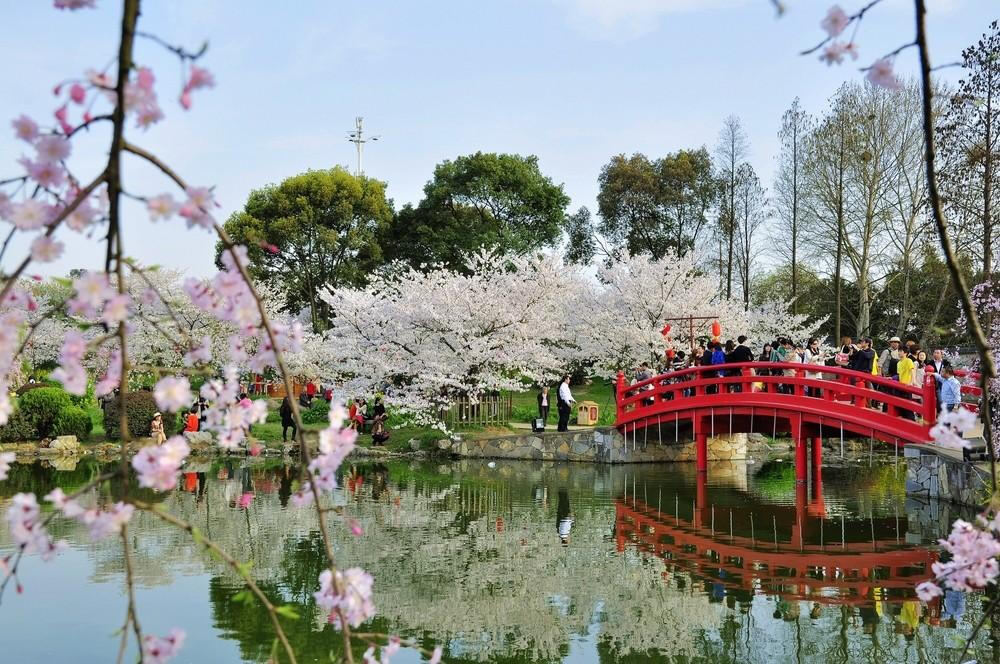 湖北丨武汉东湖樱花园 每年3月底至4月，东湖都要举办樱花节，樱花节期间，除了赏樱花，还有一系列的文化活动，其中最具特色当属夜赏樱花活动。园内各处悬挂着红色的日式灯笼六百多个，摆放2万余盆花卉。在樱花园内大草坪上，竖立着一个高达几十米的旗杆，悬挂着各色鲤鱼旗，寓意“鲤鱼跳龙门”;大草坪中央，一个巨型的吉他靠在五线谱上，仿佛在弹唱“樱之曲”。