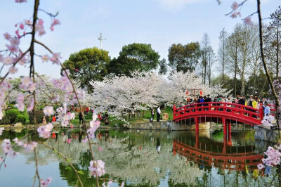 湖北丨武汉东湖樱花园 每年3月底至4月，东湖都要举办樱花节，樱花节期间，除了赏樱花，还有一系列的文化活动，其中最具特色当属夜赏樱花活动。园内各处悬挂着红色的日式灯笼六百多个，摆放2万余盆花卉。在樱花园内大…