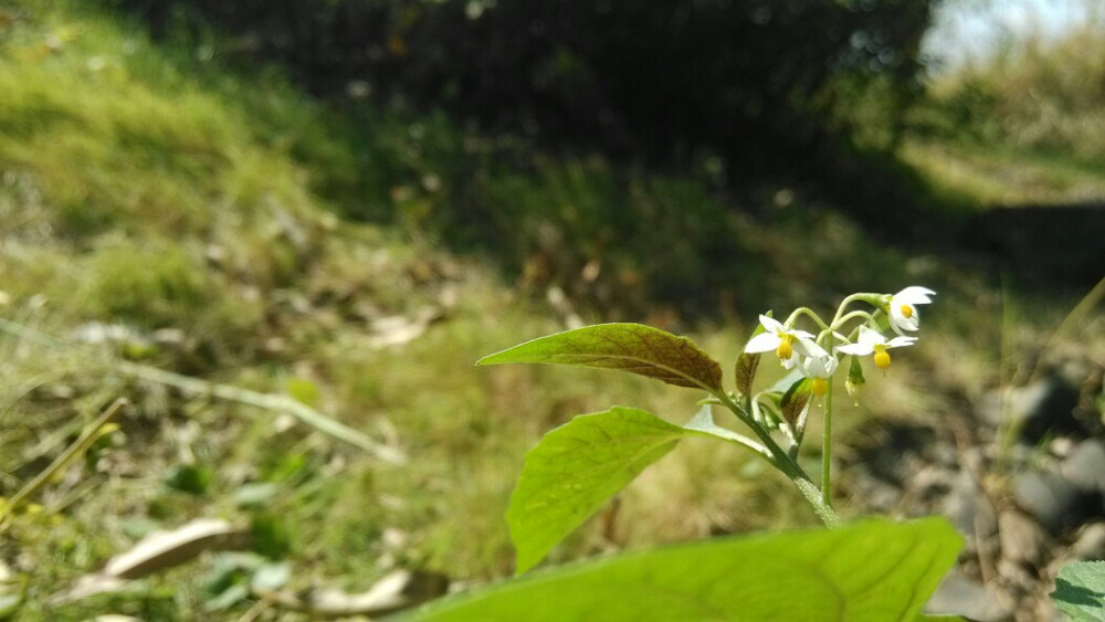 *我的植物拍拍*沫汐