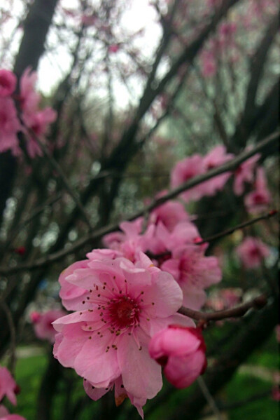 【 樱 李 梅 】原以为是桃花，但桃花是花叶齐开的，想着或是梅花，花瓣却又不像梅花。几经查证，终于查到是樱李梅，又名美人梅，不算真正的梅花，是由重瓣粉型传统品种“宫粉梅”与红叶李杂交而成。