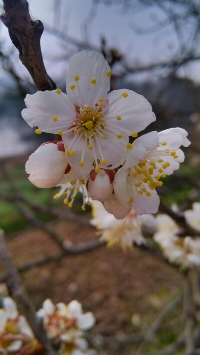 樱桃花