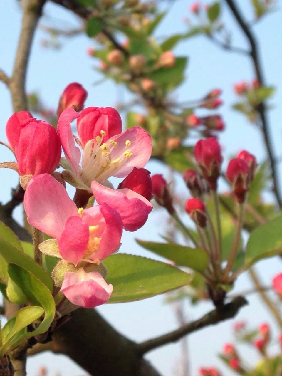 春暖花开，总想采撷一袭明媚鲜艳的色彩，植一枚粉红色的心事入怀，让桃红柳绿的芬芳，晕染了一季的春光。让蛰伏了一冬的眷恋，终于迎来了这一季锦瑟韶光，温暖而轻盈地在春的枝头上绽放。