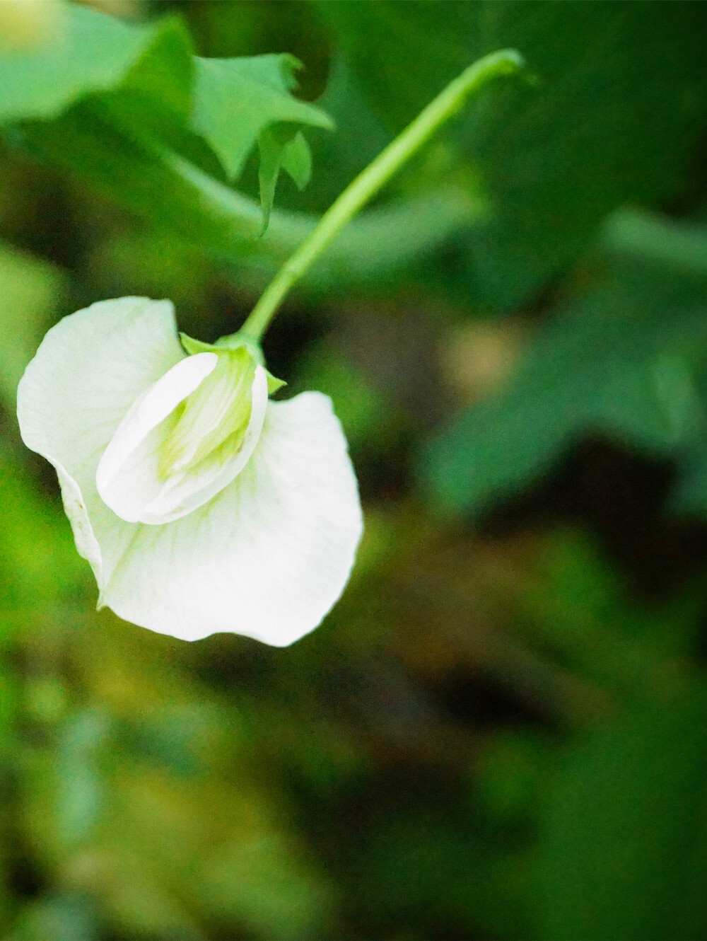 豌豆花