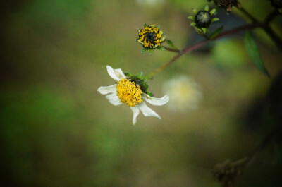 茅粘花