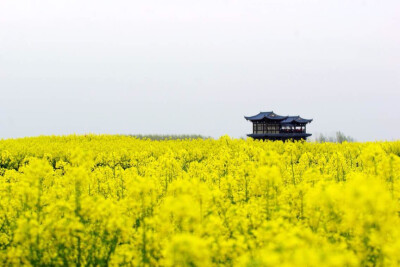 油菜花