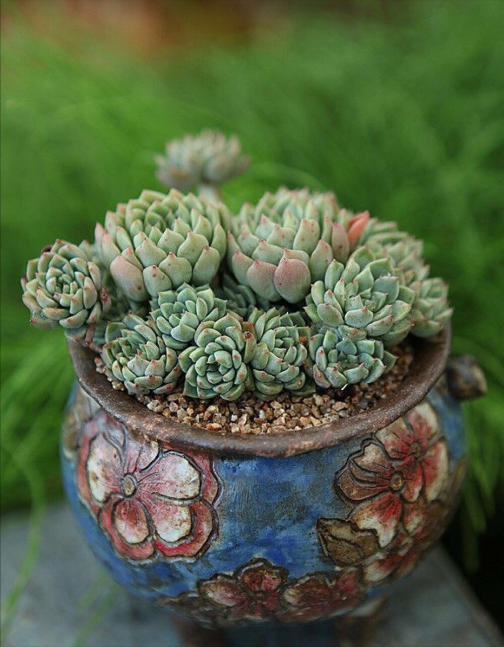 爱多肉❤，爱生活❤