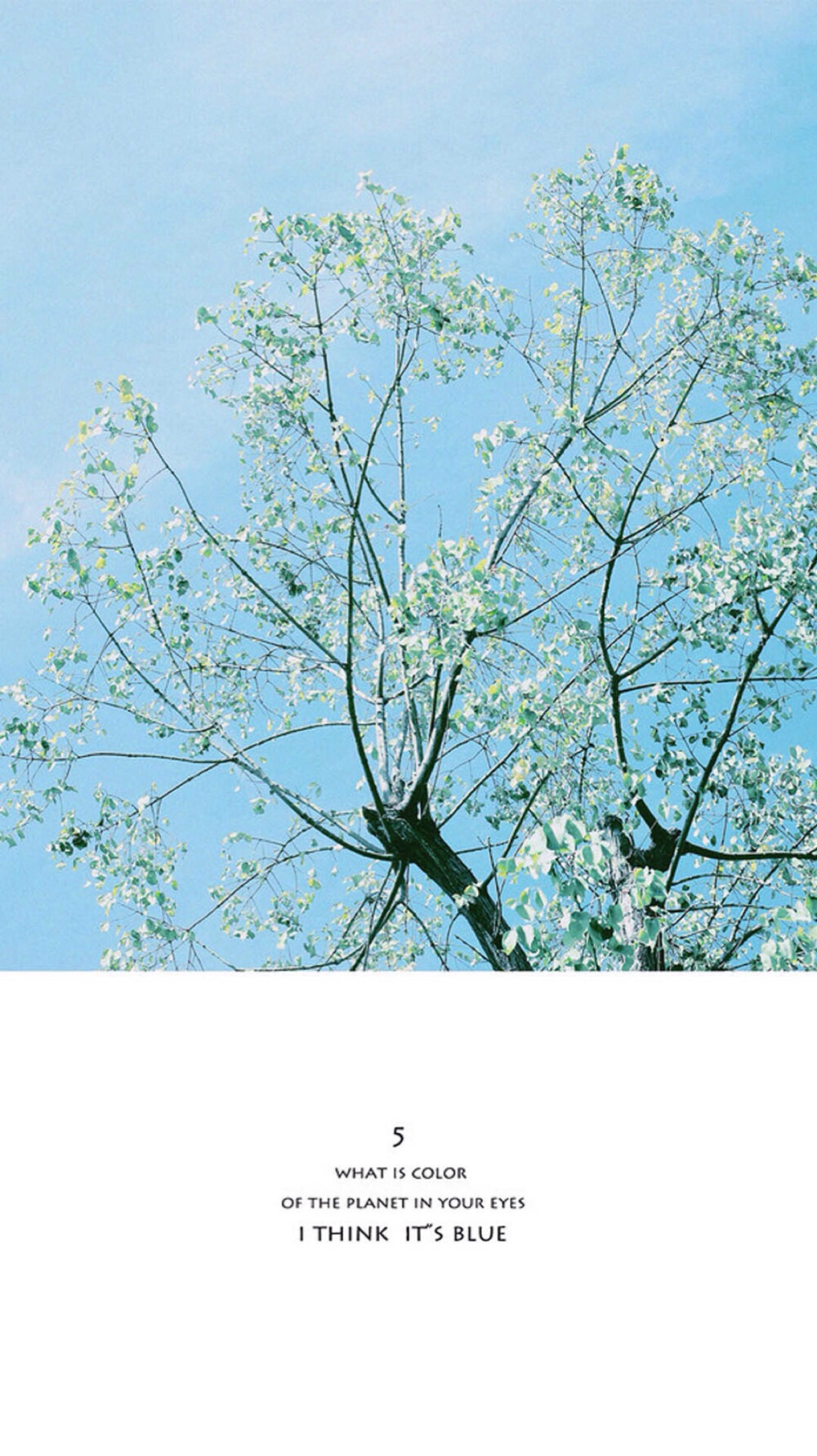小清新植物文字壁纸高清壁纸iphone壁纸欣勾勾