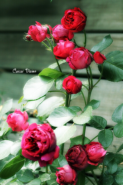 我爱这斑斓的色彩，如同你亲口说出的情话。玫瑰 蔷薇 月季