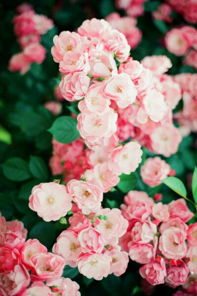 我爱这斑斓的色彩，如同你亲口说出的情话。玫瑰 蔷薇 月季