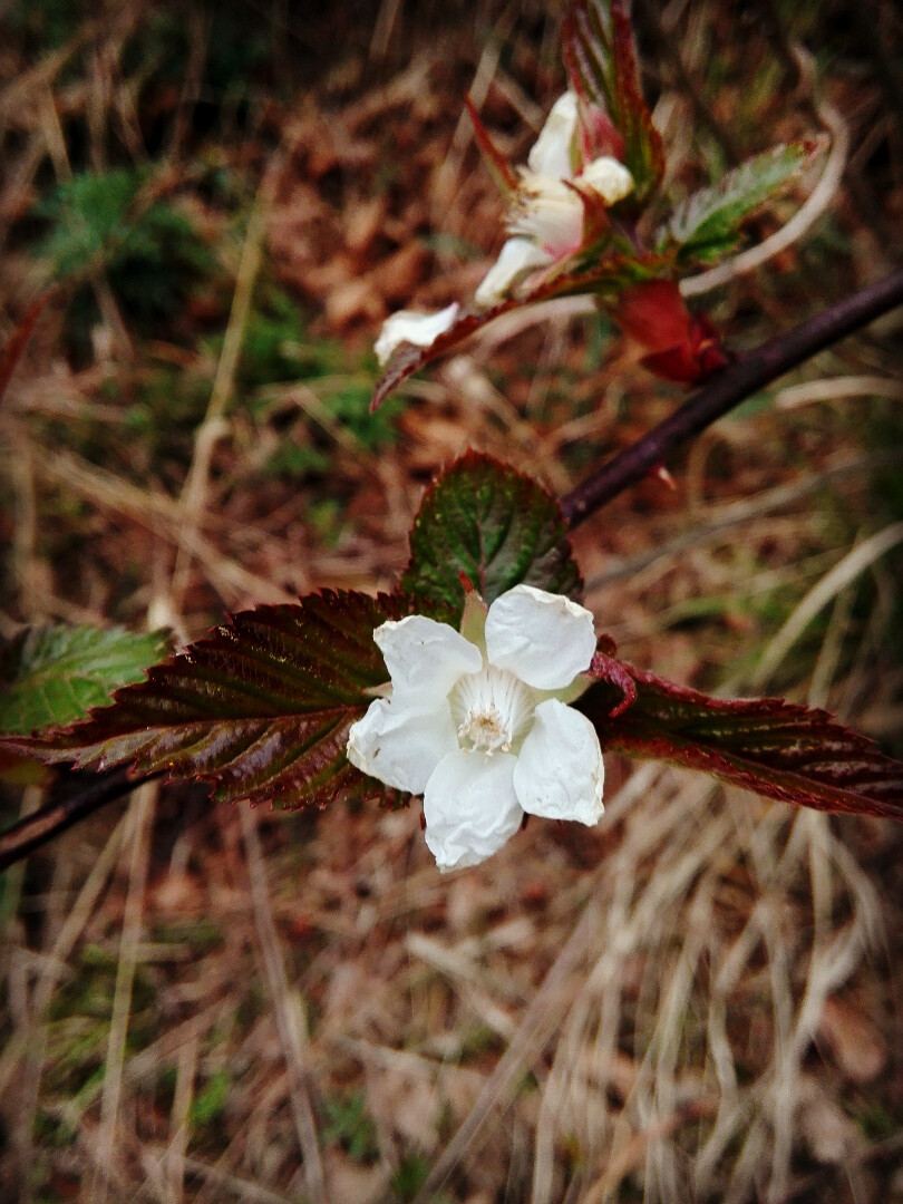 一种野果子的花