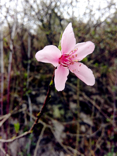 野桃花，一枝红杏出墙来